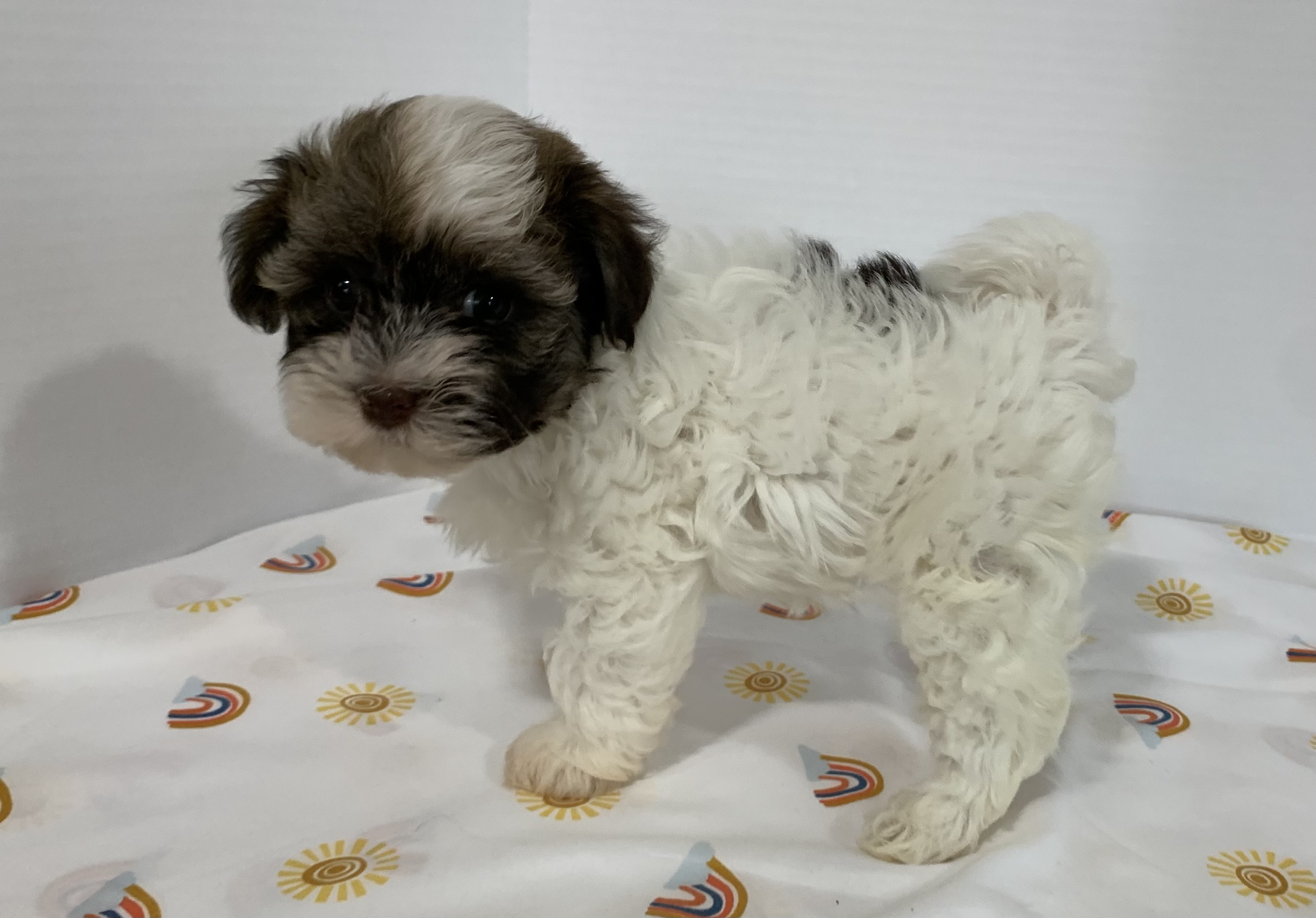 puppy, for, sale, Havanese, Debra K Lott, dog, breeder, Merit, TX, dog-breeder, puppy-for-sale, forsale, nearby, find, puppyfind, locator, puppylocator, aca